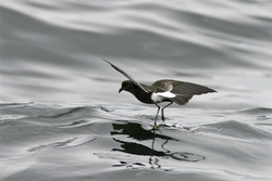 Wilson's Storm-Petrel