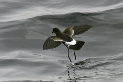 Wilson's Storm-Petrel
