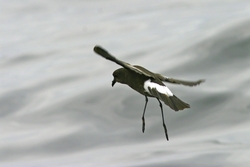 Wilson's Storm-Petrel