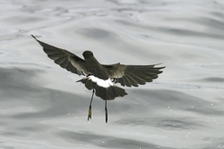 Wilson's Storm-Petrel