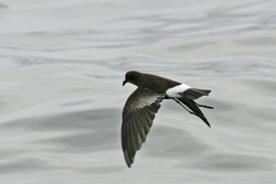 Wilson's Storm-Petrel