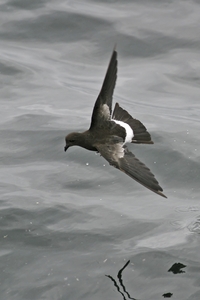 Wilson's Storm-Petrel