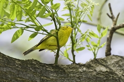 Wilson's Warbler