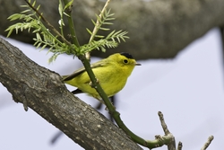 Wilson's Warbler