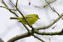 Wilson's Warbler