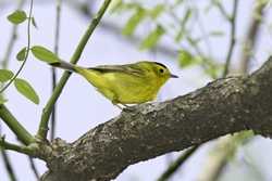 Wilson's Warbler