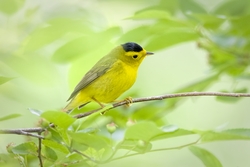 Wilson's Warbler