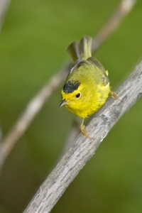 Wilson's Warbler