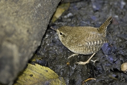 Winter Wren