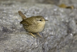 Winter Wren