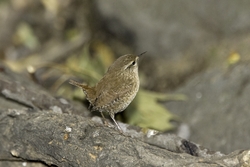 Winter Wren