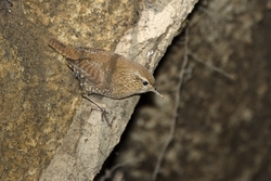 Winter Wren