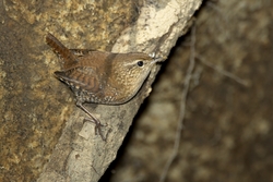 Winter Wren