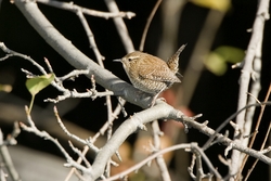 Winter Wren
