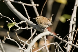 Winter Wren