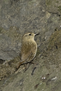 Winter Wren