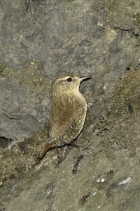 Winter Wren