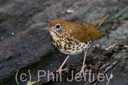 Wood Thrush