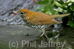 Wood Thrush