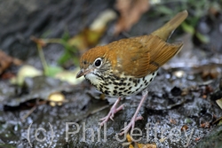 Wood Thrush