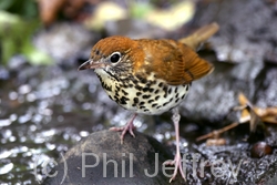 Wood Thrush