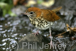 Wood Thrush