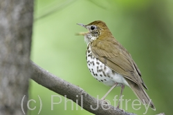 Wood Thrush