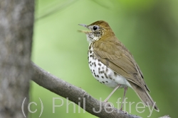 Wood Thrush