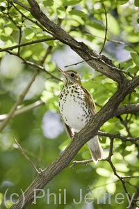 Wood Thrush