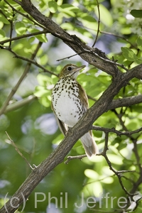 Wood Thrush