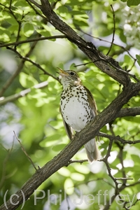 Wood Thrush