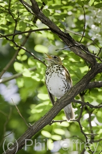 Wood Thrush