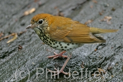 Wood Thrush