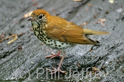 Wood Thrush