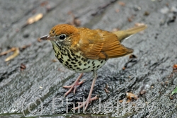 Wood Thrush