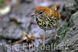 Wood Thrush