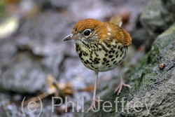 Wood Thrush