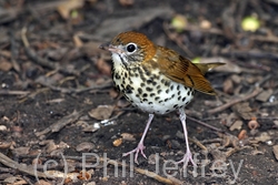 Wood Thrush