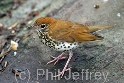 Wood Thrush