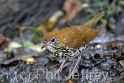 Wood Thrush