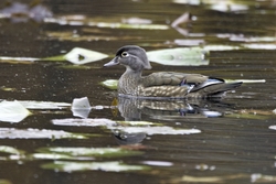Wood Duck