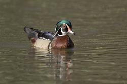 Wood Duck