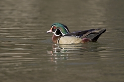 Wood Duck