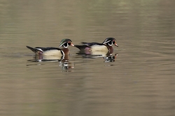 Wood Duck