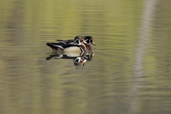 Wood Duck
