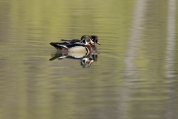 Wood Duck