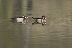 Wood Duck