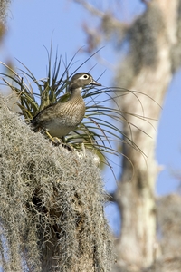 Wood Duck