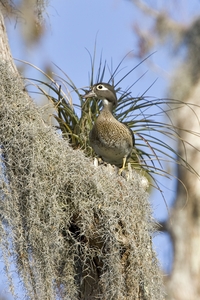 Wood Duck