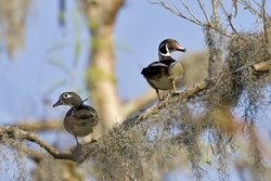 Wood Duck